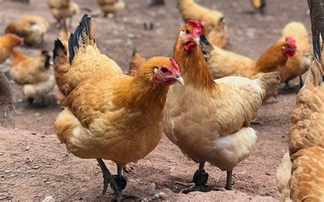 manok .